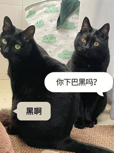 看到黑猫代表什么|遇到黑猫各种预示什么（遇到黑猫是好事还是坏事）